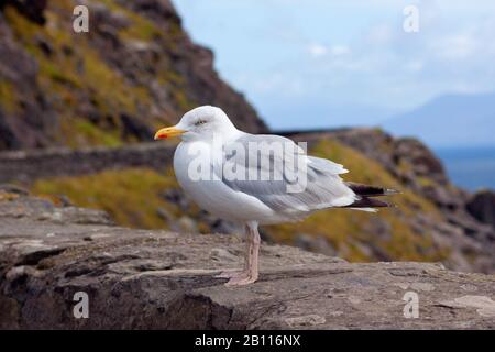 Goéland de hareng (Larus argentatus), assis sur un rocher, Allemagne Banque D'Images