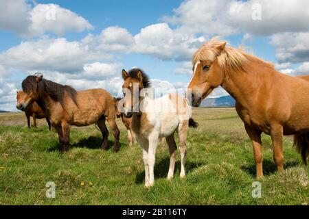 Cheval islandique, cheval islandais, poney islandais (Equus przewalskii F. cavallus), mares avec des ennemis, Islande Banque D'Images