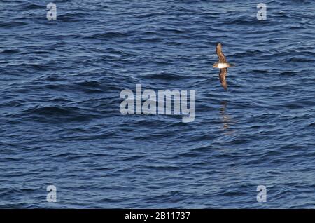 Le pétrel de Schlegel (Pterodroma incerta), un pétrel de mouche endémique à l'océan Atlantique Sud, îles Falkland Banque D'Images