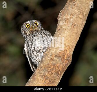 Screech-Owl (Megascops trichopsis), murmuré, se trouve sur un tronc d'arbre la nuit, au Mexique Banque D'Images