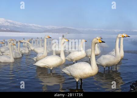 Cygnus cygnus (Cygnus cygnus), groupe à un lac en hiver, Japon, Hokkaido, Kushiro Banque D'Images