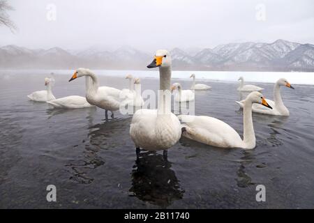 Cygnus cygnus (Cygnus cygnus), groupe à un lac en hiver, Japon, Hokkaido, Kushiro Banque D'Images