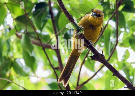 Montserrat oriole (Icterus oberi), sur une branche, Petites Antilles, Montserrat Banque D'Images