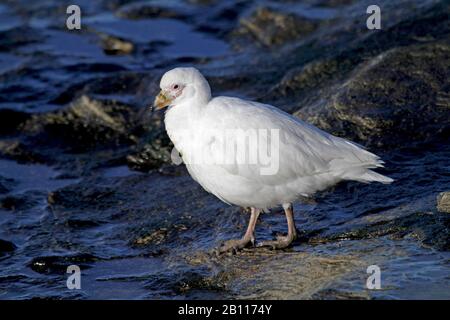 Sheathbill enneigé, sheathbill à face de pale, Paddy (Chionis alba), sur la côte rocheuse de l'Antarctique Banque D'Images