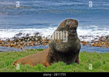 Hooker's Sea lion, New Zealand Sea lion, Auckland Sea lion (Phocarctos hookeri), se trouve sur la rive, Nouvelle-Zélande Banque D'Images