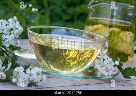 Aubépine commune, aubépine singuleseed, aubépine anglaise (Crataegus monogyna), tee de fleurs d'aubépine, Allemagne Banque D'Images