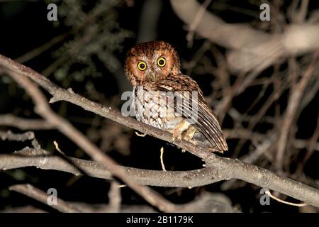 Screech-Owl (Megascops trichopsis), murmuré, se trouve sur une branche de nuit, au Mexique Banque D'Images