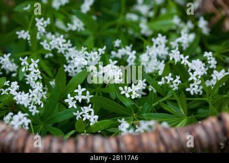 Woodruff doux (Galium odoratum), récolte de Woodruff doux, Allemagne Banque D'Images