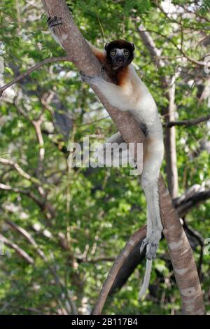 Couronné sifaka (Propithecus coronatus), se trouve sur un arbre, Madagascar Banque D'Images