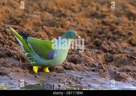 Pigeon vert africain (Treron calva), dans un trou d'eau, Afrique du Sud, KwaZulu-Natal, Mkhuze Game Reserve Banque D'Images