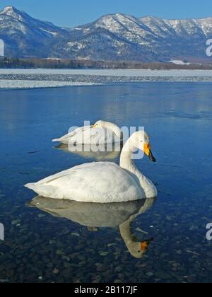 Cygnus cygnus (Cygnus cygnus), deux cygnes dans l'eau en hiver, Japon, Hokkaido Banque D'Images