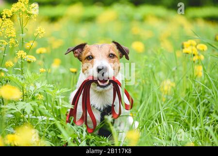 Concept de saison de printemps avec un chien tenant la laisse dans la bouche invitant à aller pour marcher en plein air Banque D'Images
