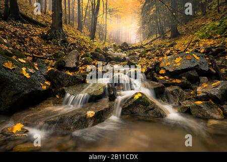 Forêt d'automne avec petit ruisseau, Carpathians, Slovaquie, Europe Banque D'Images