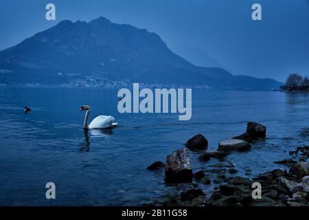 Ambiance d'une heure de bleu avec baignade de cygne dans le lac de Côme, Lecco, Italie Banque D'Images