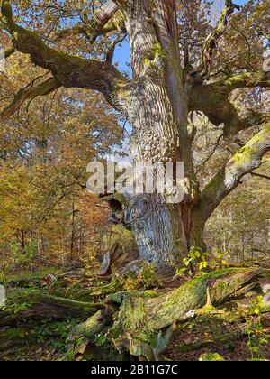 Chêne dans la réserve naturelle Urwald Sababurg, Hofgeismar, Hessen, Allemagne Banque D'Images