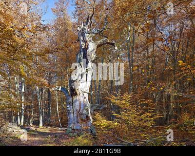 Chêne dans la réserve naturelle Urwald Sababurg, Hofgeismar, Hessen, Allemagne Banque D'Images