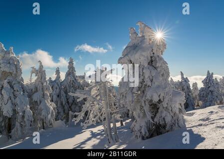 Paysage d'hiver au Brocken dans le parc national de Harz, Saxe Anhalt, Allemagne Banque D'Images