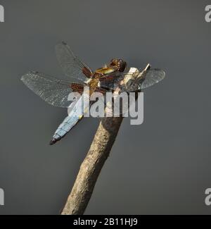 Chaser Dragonfly, Libellula Dépresseur, À Corps Large, Reposant Dans Le Soleil Sur Une Perruque. Pris à Longham Lakes UK Banque D'Images