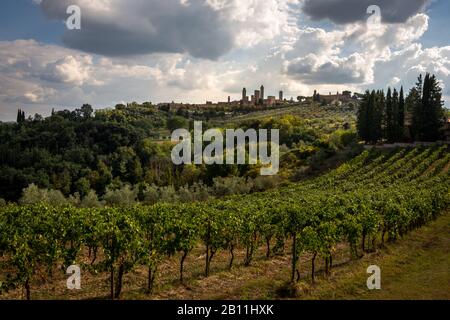 Vue sur les rangées d'un vignoble avec la ville de San Gimignano, Toscane sur une colline en arrière-plan Banque D'Images