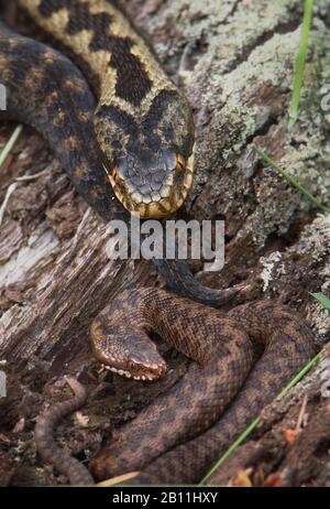 Adder, Vipera berus, avec ses jeunes enroulés sur UN Log. ROYAUME-UNI Banque D'Images