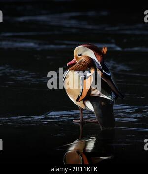 Canard mandarin mâle, Aix galericulata, debout sur un étang recouvert de glace face au soleil. Royaume-Uni Banque D'Images