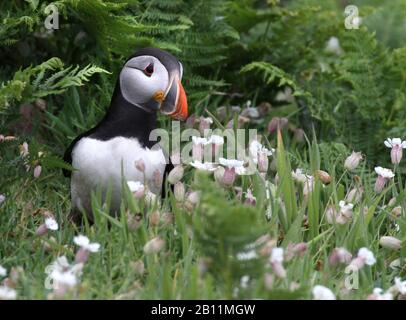 Puffin, Fratercula Arctica, Contemplant Parmi Les Fleurs D'Herbe, De Fougères Et De Campion Blanc. Prise à Skomer Island Royaume-Uni Banque D'Images