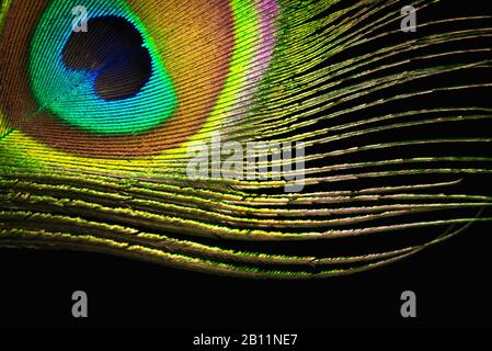 Plume de paon sur fond noir. Photo macro. Banque D'Images