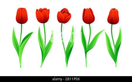 Collection De Tulipes Vector Red Avec Feuilles Souches Et Vertes. Ensemble De Fleurs De Printemps Différentes. Tulipes Isolées Avec Pétales Rouges. Tulipes Et B Illustration de Vecteur