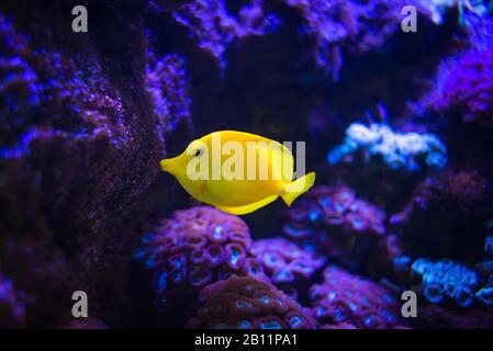 Poisson-tanga jaune sur fond de récif mauve. Poisson de Zebrasoma flavescens. Banque D'Images