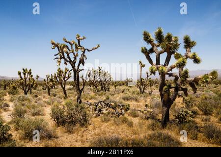Joshua Arbres Dans Le Désert De Mojave, Réserve Nationale De Mojave, Comté De San Bernardino, Californie, États-Unis Banque D'Images