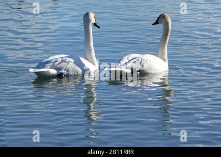 Cygnes trompettes au lac Banque D'Images