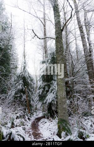 Arbres et neige sur un sentier d'hiver à travers la forêt dans l'ouest de Washington, États-Unis Banque D'Images