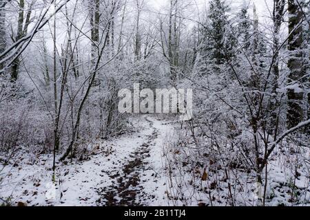 Arbres et neige sur un sentier d'hiver à travers la forêt dans l'ouest de Washington, États-Unis Banque D'Images