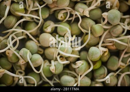 Gros plan de semences de jeunes plantes pour la récolte future Banque D'Images