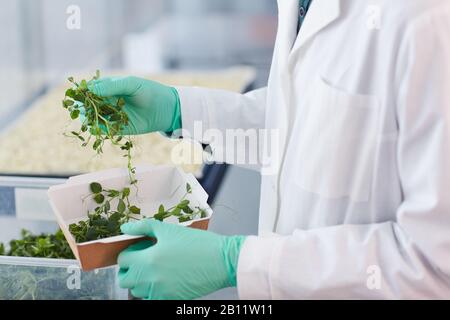 Gros plan de fermier dans la boîte de maintien de manteau blanc avec des germes de jeunes plantes vertes il va les cultiver Banque D'Images