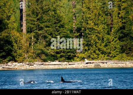 Les épaulards, Orcinus orca à Campbell River. L'île de Vancouver. La Colombie-Britannique. Canada Banque D'Images