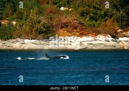 Les épaulards, Orcinus orca à Campbell River. L'île de Vancouver. La Colombie-Britannique. Canada Banque D'Images