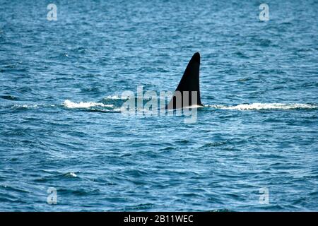 Les épaulards, Orcinus orca à Campbell River. L'île de Vancouver. La Colombie-Britannique. Canada Banque D'Images