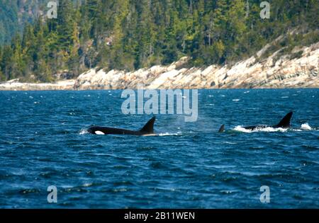 Les épaulards, Orcinus orca à Campbell River. L'île de Vancouver. La Colombie-Britannique. Canada Banque D'Images