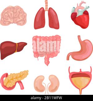 Organes humains de dessin animé. Bonne digestion, circulatoire. Icônes d'anatomie d'organe pour le jeu de vecteurs de graphique médical Illustration de Vecteur