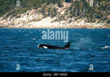 Les épaulards, Orcinus orca à Campbell River. L'île de Vancouver. La Colombie-Britannique. Canada Banque D'Images