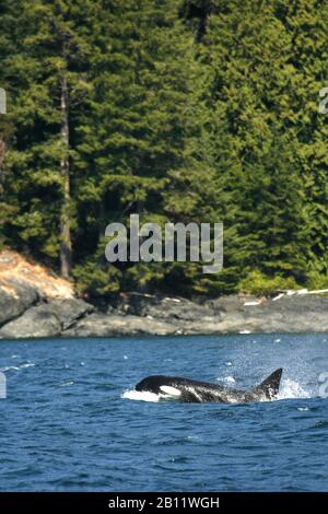 Les épaulards, Orcinus orca à Campbell River. L'île de Vancouver. La Colombie-Britannique. Canada Banque D'Images