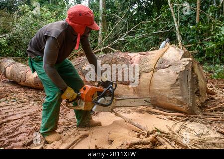 Déforestation durable dans la forêt équatoriale, Cameroun, Afrique Banque D'Images