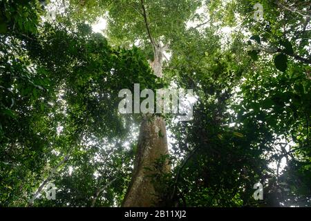 Déforestation durable dans la forêt équatoriale, Cameroun, Afrique Banque D'Images