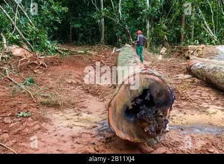 Déforestation durable dans la forêt équatoriale, Cameroun, Afrique Banque D'Images