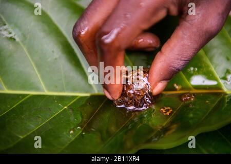 La vie des Pygmées de Bayaka dans la forêt équatoriale, en République centrafricaine, en Afrique Banque D'Images