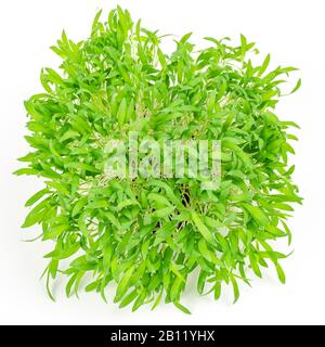 Millet brun microvert d'en haut, sur fond blanc. Pousses de Panicum miliaceum, également appelé millet proso. Pousses, plantules vertes, jeunes plantes Banque D'Images
