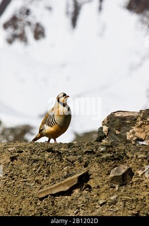 La perdrix de Chukar (Alectoris chukar) dans la neige dans la vallée de Rumbak.Hemis National Park, Ladakh, Inde Banque D'Images