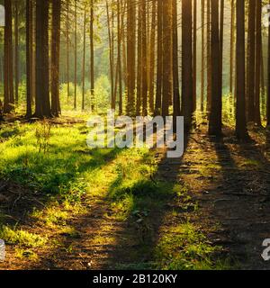 Soleil nocturne dans une forêt d'épicéa, Mansfeld-South Harz, Saxe-Anhalt, Allemagne Banque D'Images