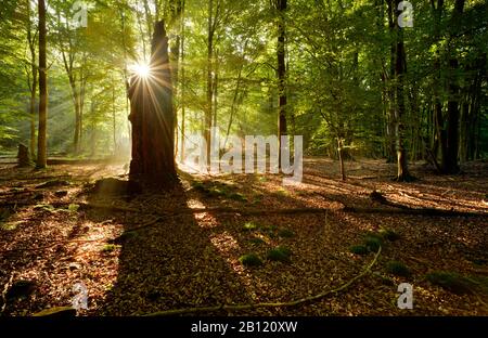 Les rayons du soleil traversent une forêt de feuillus inondée de lumière, Reinhardswald, Hessen, Allemagne Banque D'Images
